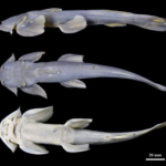 New freshwater fish species discovered in the Zayul River, western Xizang, China.