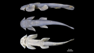 New freshwater fish species discovered in the Zayul River, western Xizang, China.
