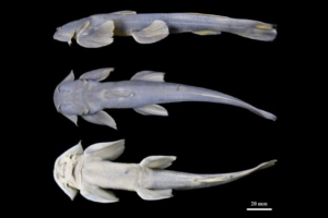 New freshwater fish species discovered in the Zayul River, western Xizang, China.