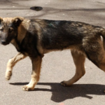 Stray dogs roaming streets in Gicumbi District