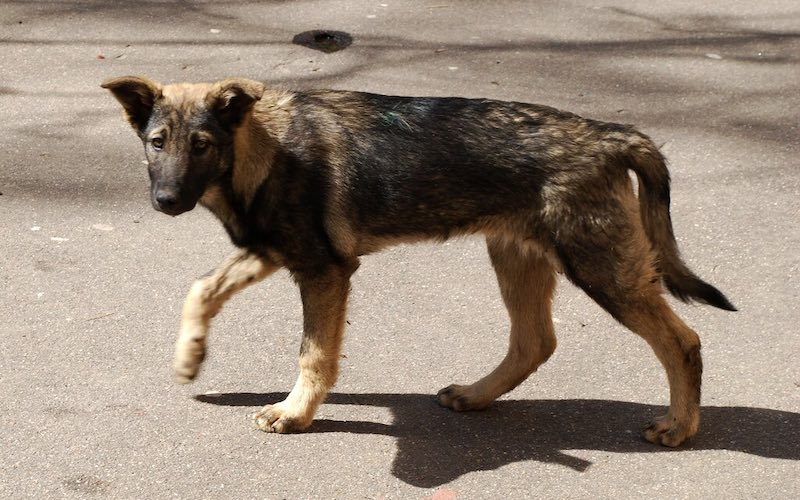 Stray dogs roaming streets in Gicumbi District