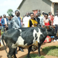 Residents of Gisagara receive cows under the One Cow per Family Program