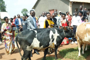 Residents of Gisagara receive cows under the One Cow per Family Program