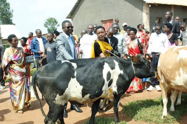 Residents of Gisagara receive cows under the One Cow per Family Program