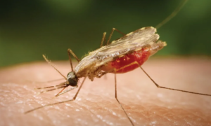 Health workers distributing mosquito nets to prevent malaria among children in Rwanda