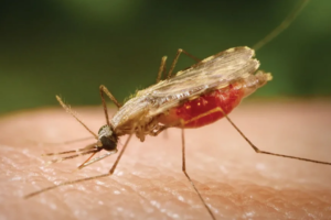 Health workers distributing mosquito nets to prevent malaria among children in Rwanda
