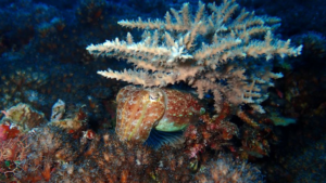 Squid