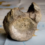 Dinosaur Fossil