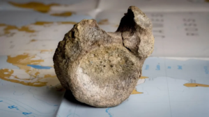 Dinosaur Fossil
