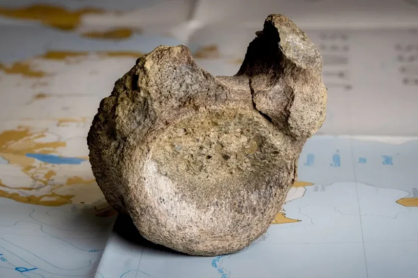 Dinosaur Fossil